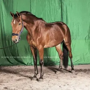 Photo représentant Los Waldners