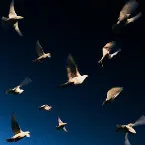 Pochette Are You The One