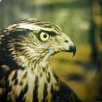 Pochette Malibu / Sum Is Here