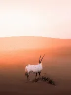 Pochette I'm Holding Up the Sky in the Vast Desert, Where I've Met a Buddhist Reincarnation of a Tulku, Wearing the Transient Form of a Goat; She's Like a Miraculous Stranger Who Becomes a Tree in the Oasis or Some Old Rugged Stone, Upon Giving