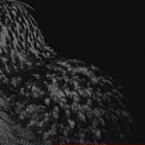 Pochette Indifferent Bystander