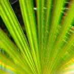 Pochette Green Light Sourse (Live Recordings)