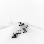 Pochette Battle Lines [Remixed]