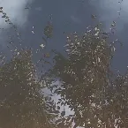 Pochette あざやか (Trees) -Live Recordings-