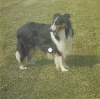 Pochette Afromerica / Dear John