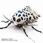 Pochette Wide Lights From Hatred Springs