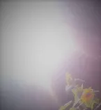 Pochette Het Droomharmonium Binnenstebuiten