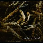 Pochette Cordyceps sinensis