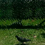 Pochette Gogatsu no Hato (Mai Taube)