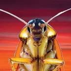 Pochette Roach Planet