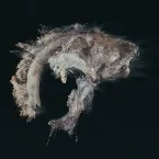 Pochette Sabretooth