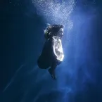 Pochette DIVE