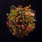 Pochette Daoko Live Unplugged in Sogetsu Hall