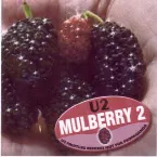 Pochette Mulberry 2: U2 Fruitleg Remixes Not for Propaganda