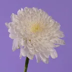 Pochette 花王