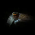 Pochette Charybdis