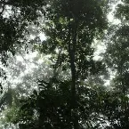 Pochette The Ancient Forest IX