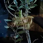 Pochette Unromantische