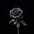 Pochette Rose Wars