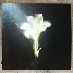 Pochette Light That Leads Me