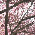 Pochette Hypnagogue I / Hypnagogue II