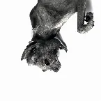 Pochette Metempsychosis