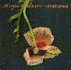 Pochette Out Trios, Volume Two