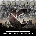 Pochette C