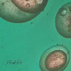 Pochette Perspective