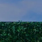 Pochette Nigatsu no Wakaba (Steps in February)