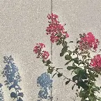 Pochette Sarusuberi Everywhere / Suikazura Somewhere