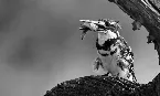 Pochette Some Dormanting and Some Dominating Sceneries From Wings of an Angel's Constantly Evolving Book of Dying