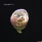 Pochette Mente Orgánica