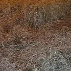 Pochette 2014 Everything’s Going Along as Usual and Then All Shit Breaks Loose.