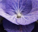 Pochette Transparent, Part 02 (Symbiosis)