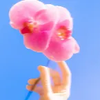 Pochette i couldn't hold back