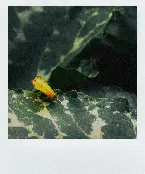 Pochette The Photosynthetic Love Story of the Middle-Eastern Butterfly and the Culturally Sensitive Leaf