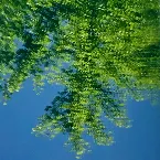 Pochette Orokanakaze (Locomotion edit)