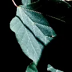 Pochette Kaketa Hitohira no Ha (Ein fehlendes Blatt)