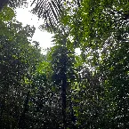 Pochette The Ancient Forest XI