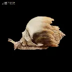 Pochette Confusion to the Enemy