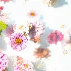 Pochette Petals (Acoustic)