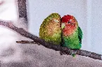 Pochette Surrender Hollow, Hollow Lovebird
