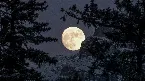 Pochette Winter Moon