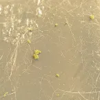 Pochette Skip the Hills Altogether