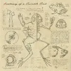 Pochette Anatomy of a Twinkle Toad