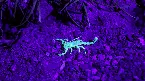 Pochette Backdoor Poison Gives Licentious Convincers an Access to Risky Salvation Invocations
