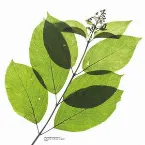 Pochette 歩行者優先/濃