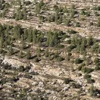 Pochette Cremisan: Prologue to a Blade