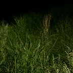 Pochette Green Night Light Source